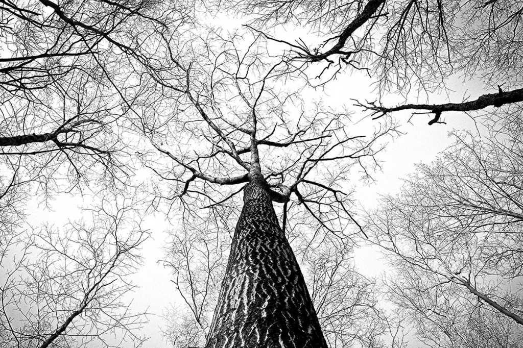 branches / branching / bare trees